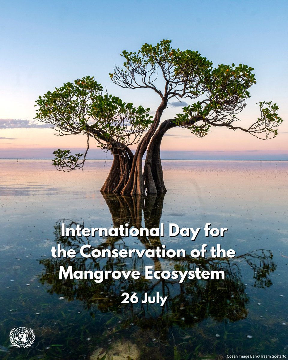 Mangroves are key to reducing the impacts of the climate crisis &amp; extreme weather — but they’re under threat.

On Saturday's #MangroveDay, <a href="/UNESCO/">UNESCO 🏛️ #Education #Sciences #Culture 🇺🇳</a> explains why protecting and restoring these extraordinary ecosystems matters: unesco.org/en/days/mangro…