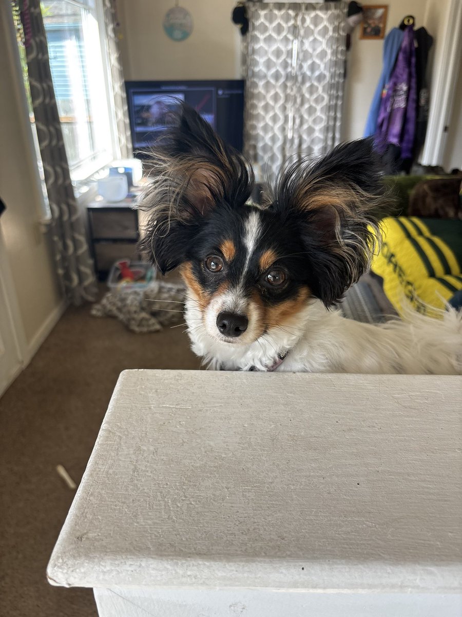 myrick29's tweet image. Chevy says happy friday 🐾