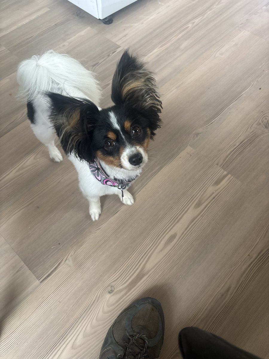 myrick29's tweet image. Chevy says happy friday 🐾