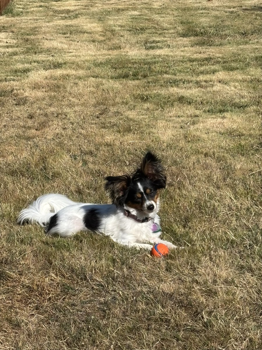 myrick29's tweet image. Chevy says happy friday 🐾