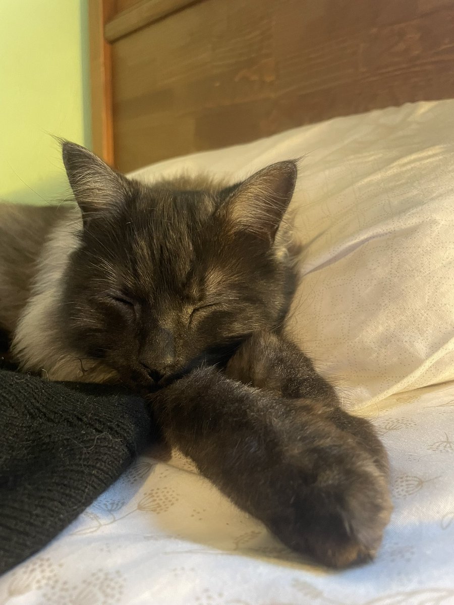 manolitop4's tweet image. It&apos;s a great day to sleep (at work)