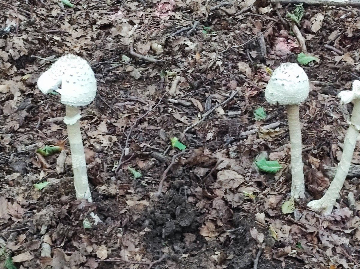 wilhelm_2112's tweet image. Esemplari di Amanita virosa. Sotto faggi.