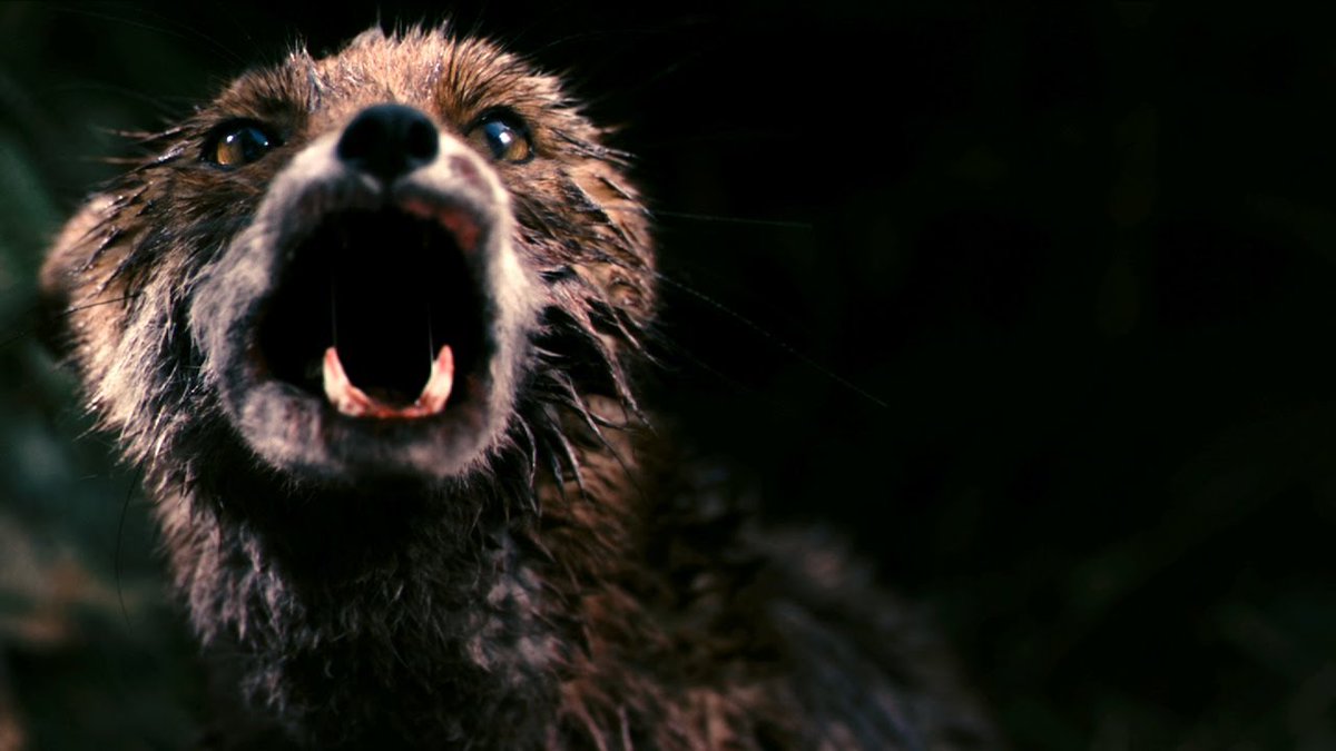 carlosmich's tweet image. 🎬 ¿Películas en las que hablen animales?
👇