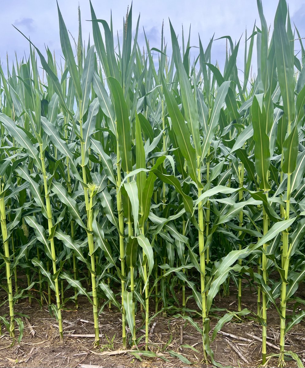 MikeMurdy's tweet image. Stopped by Mom’s house to grab her mail and snapped these pics of the neighbor’s corn 🌽 

Looking like a good crop 👍

Do you, or your friends farm?