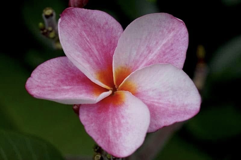takecyanful's tweet image. 7/26 土曜日 🌞 25℃
🍃 おはようございます🍃
ーーーーーーーーーーーー
Good morning everyone
ーーーーーーーーーーーー
🍃🌸🍃