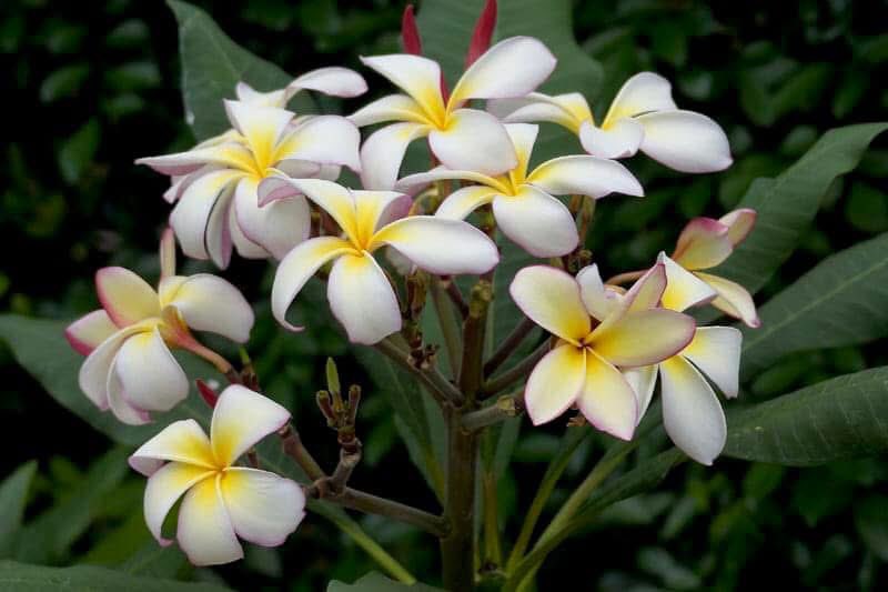 takecyanful's tweet image. 7/26 土曜日 🌞 25℃
🍃 おはようございます🍃
ーーーーーーーーーーーー
Good morning everyone
ーーーーーーーーーーーー
🍃🌸🍃