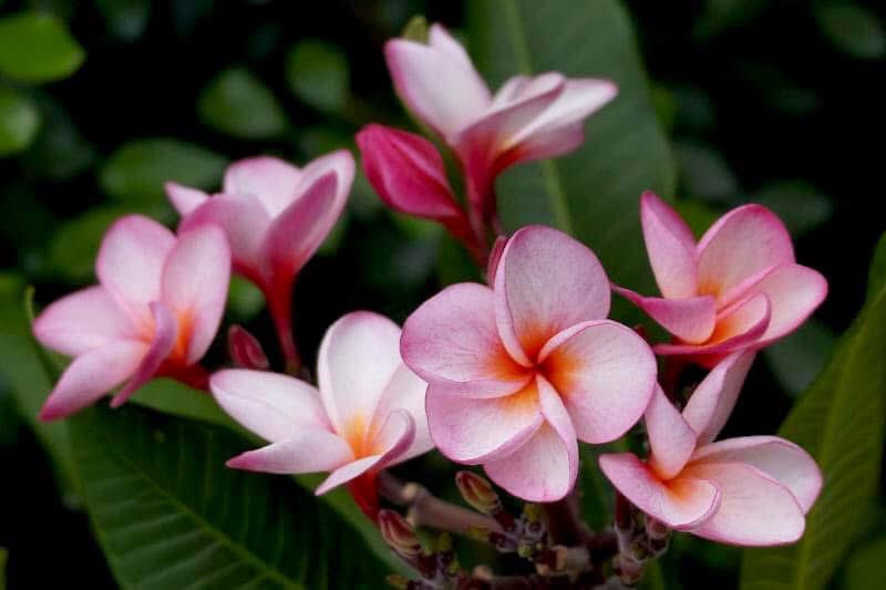 takecyanful's tweet image. 7/26 土曜日 🌞 25℃
🍃 おはようございます🍃
ーーーーーーーーーーーー
Good morning everyone
ーーーーーーーーーーーー
🍃🌸🍃