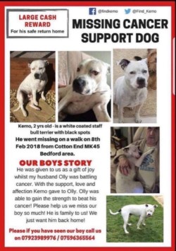 minpin78's tweet image. Last Friday of the Month already and that means #HelpFindThem #TwiXathon is here again, where you can add your own, or a friend&apos;s #Missing #Pet of #Any #Species! Please do your best for this dear #TherapyDog - @Find_Kemo/info also @KarenFi51820768