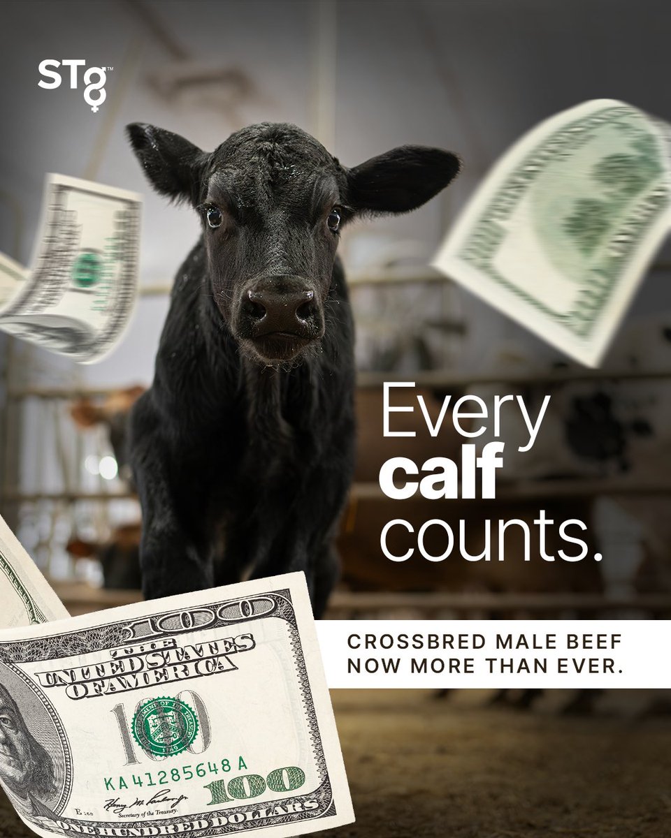 Make the most of every pregnancy on your dairy and utilize male-sorted #BeefAddOn™ sires to make the most of your lower end genetics. Beef Add On™ from STgenetics offers a wide selection of beef sires with progeny-proven EPDs, all available in #Ultraplus™ male-sorted semen.