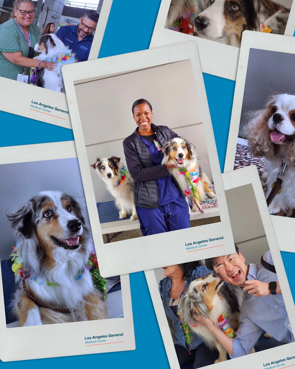 LAGeneralMed's tweet image. Wagging tails and wet noses brought smiles at Monday’s ‘Pet a Pup’ event! Helping Healers Heal gave staff a well-deserved break with some puppy love at LA General. 🐶💙 #HealersHeal #PetTherapy #LAGeneral