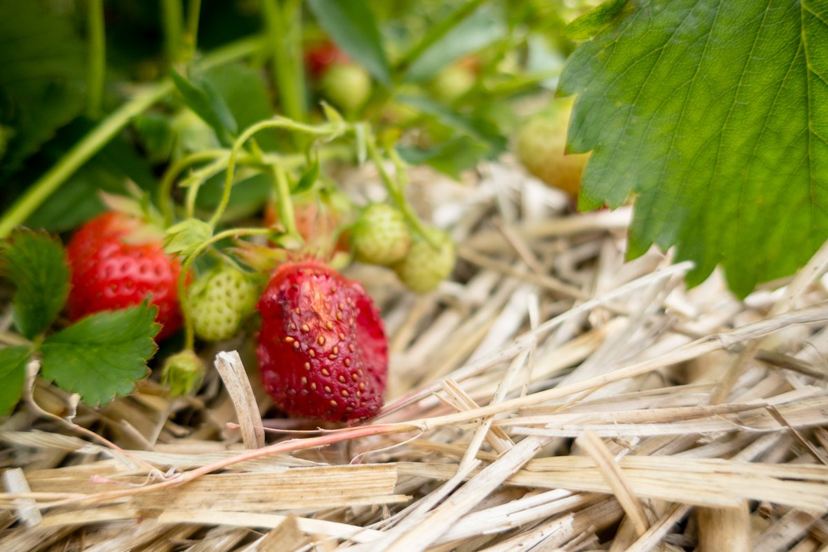 OhioStatePres's tweet image. Just one more example of how Buckeye researchers step up to help Ohioans and Ohio businesses succeed. Thanks to our experts for helping to protect strawberry season in our state, and to @PNS_News for featuring our work. app.publicnewsservice.org/story/ohio-str…