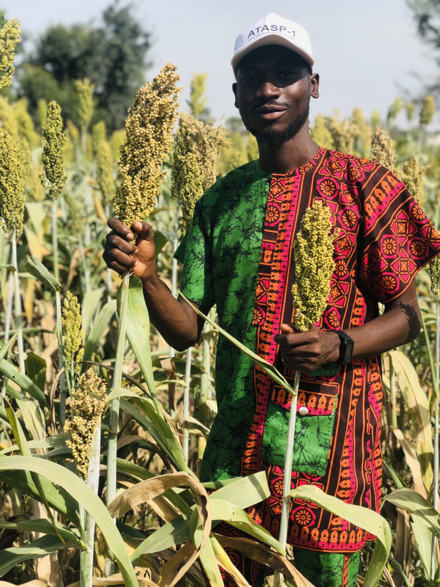 Obatom19's tweet image. Let me market my Organization.

I work as a systems agronomist at @ICRISAT, Nigeria in Kano. and we have worked extensively over the years and have released improved bio-fortified, early maturing, drought tolerant, striga tolerant, Sorghum, Millet and Groundnut Varieties.…