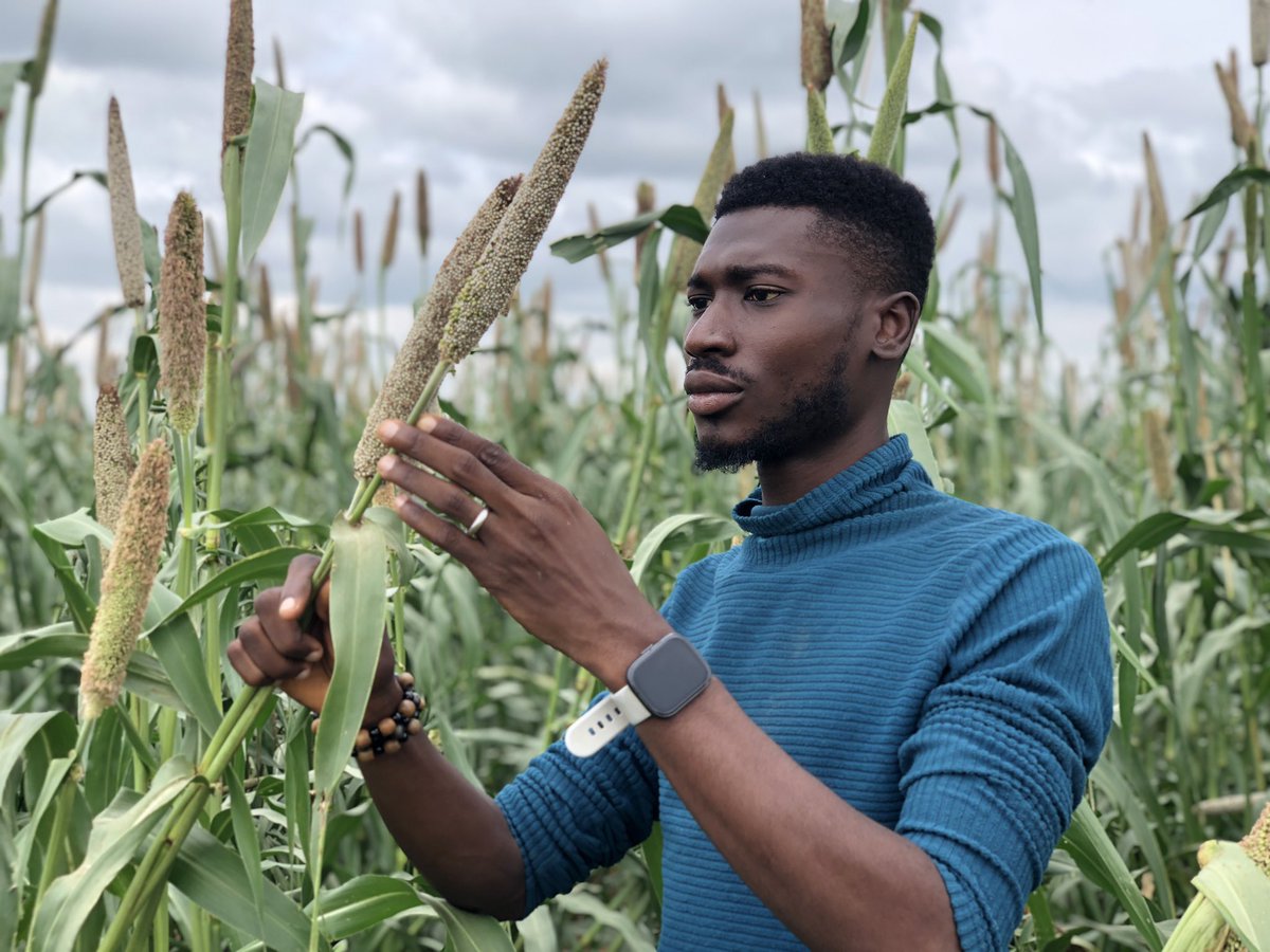 Obatom19's tweet image. Let me market my Organization.

I work as a systems agronomist at @ICRISAT, Nigeria in Kano. and we have worked extensively over the years and have released improved bio-fortified, early maturing, drought tolerant, striga tolerant, Sorghum, Millet and Groundnut Varieties.…
