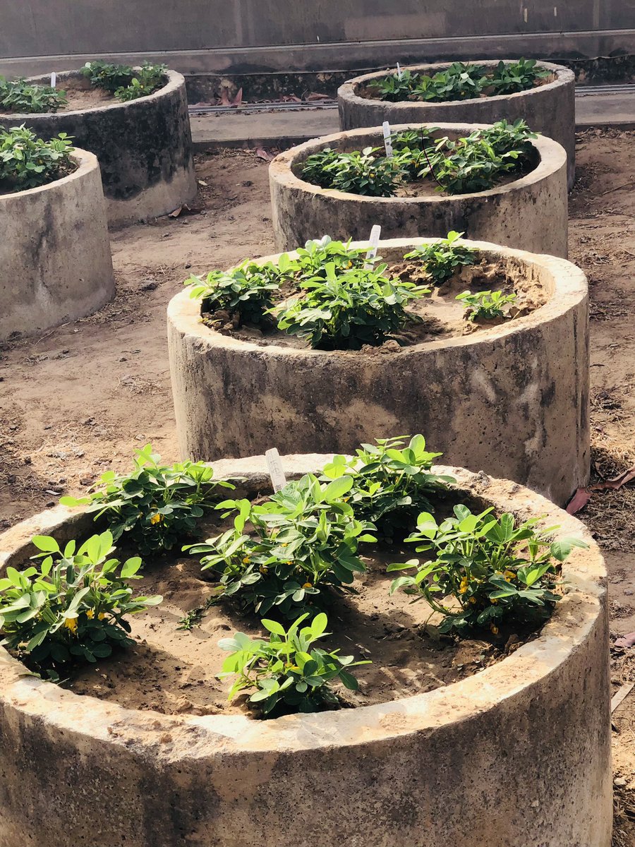 Obatom19's tweet image. Let me market my Organization.

I work as a systems agronomist at @ICRISAT, Nigeria in Kano. and we have worked extensively over the years and have released improved bio-fortified, early maturing, drought tolerant, striga tolerant, Sorghum, Millet and Groundnut Varieties.…