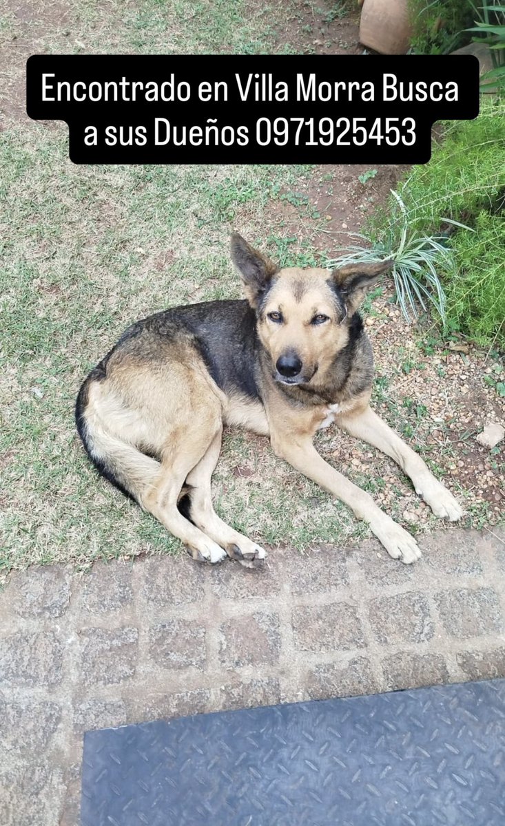 Busca a sus dueños ayuda con RP 🙏