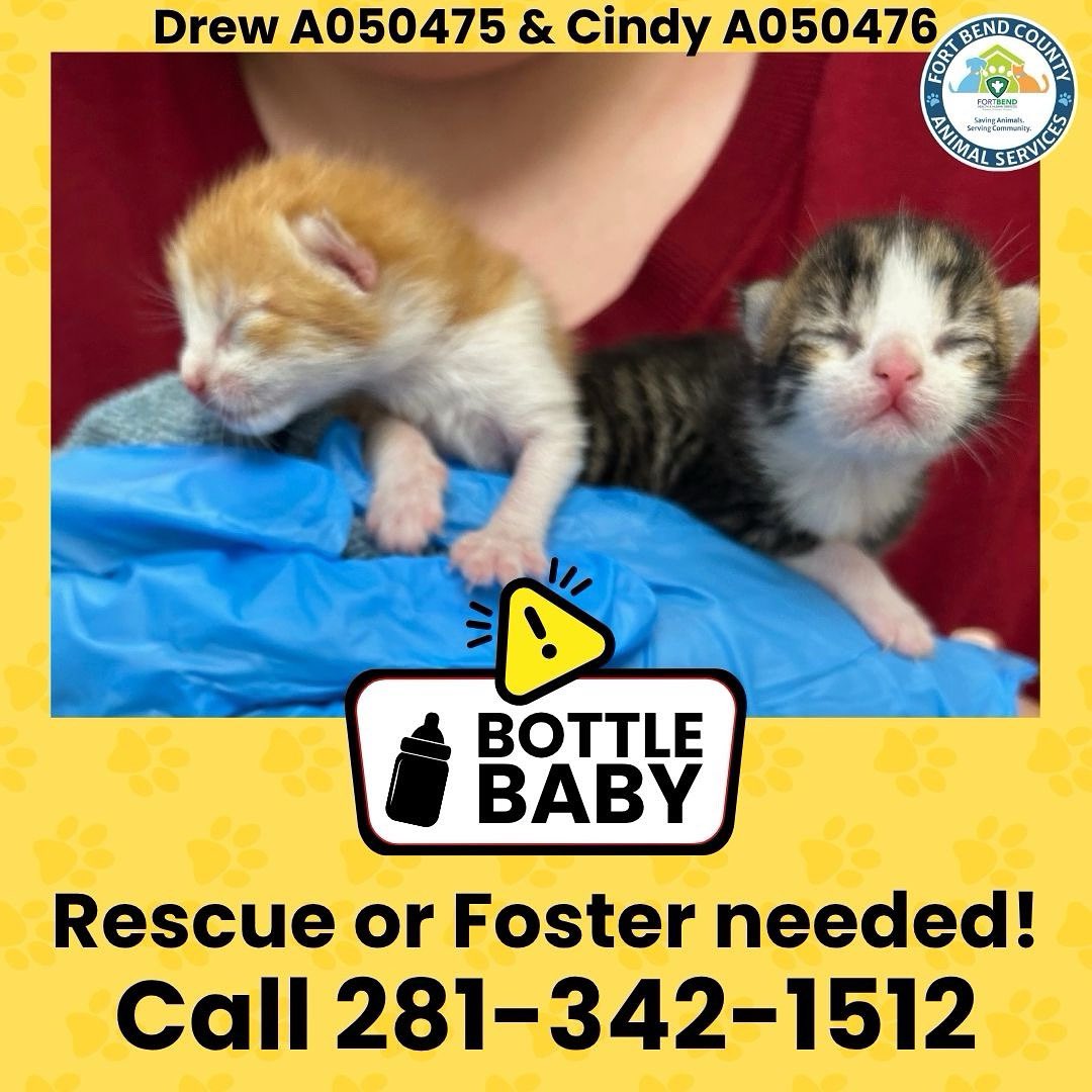 ‼FOSTER OR RESCUE NEEDED‼

We've got bottle babies!!! These two area only two days old. We've been calling them Drew and Cindy. They've taken to the bottle really well! They just need to find a foster or rescue to bottle feed them.