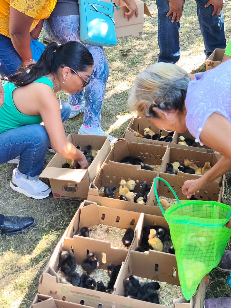 Perfil_Veracruz's tweet image. #Veracruz 📌 Diputada Elizabeth Cervantes entrega apoyos productivos en comunidades de Álamo #Temapache

perfilveracruz.com/congreso/diput…