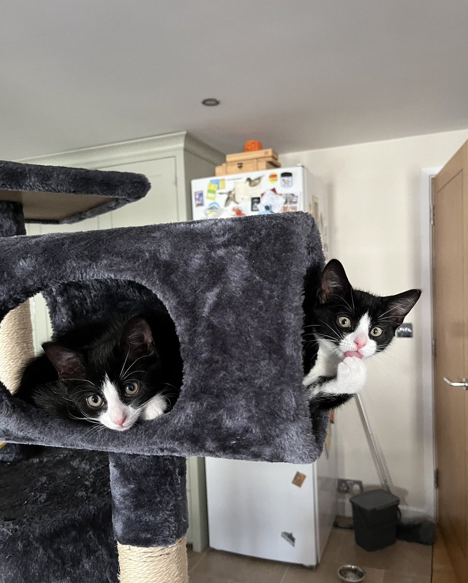 owenclark3's tweet image. It’s party time in The Mew Tube. Wilma and Lottie are ready to throw some shapes! #catsoftwitter #FridayNight