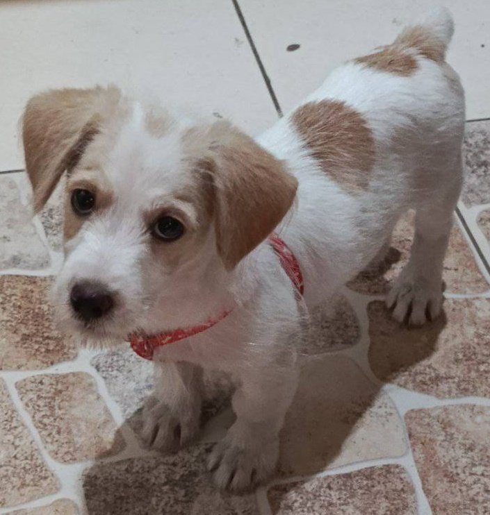 AlertaMePerdi's tweet image. #PERDIDO #GUAYAQUIL
Nombre: #NICK
Fecha: 25/07/25
Sector: Norte, Nueva Prosperina Mz. 812
Sexo: Macho
Raza: Mestizo
Obsv.: Pequeño, pelaje blanco con manchas amarillas
Contacto: 0989512578
¡Ayúdalo a volver con su familia!
#AlertaMePerdí