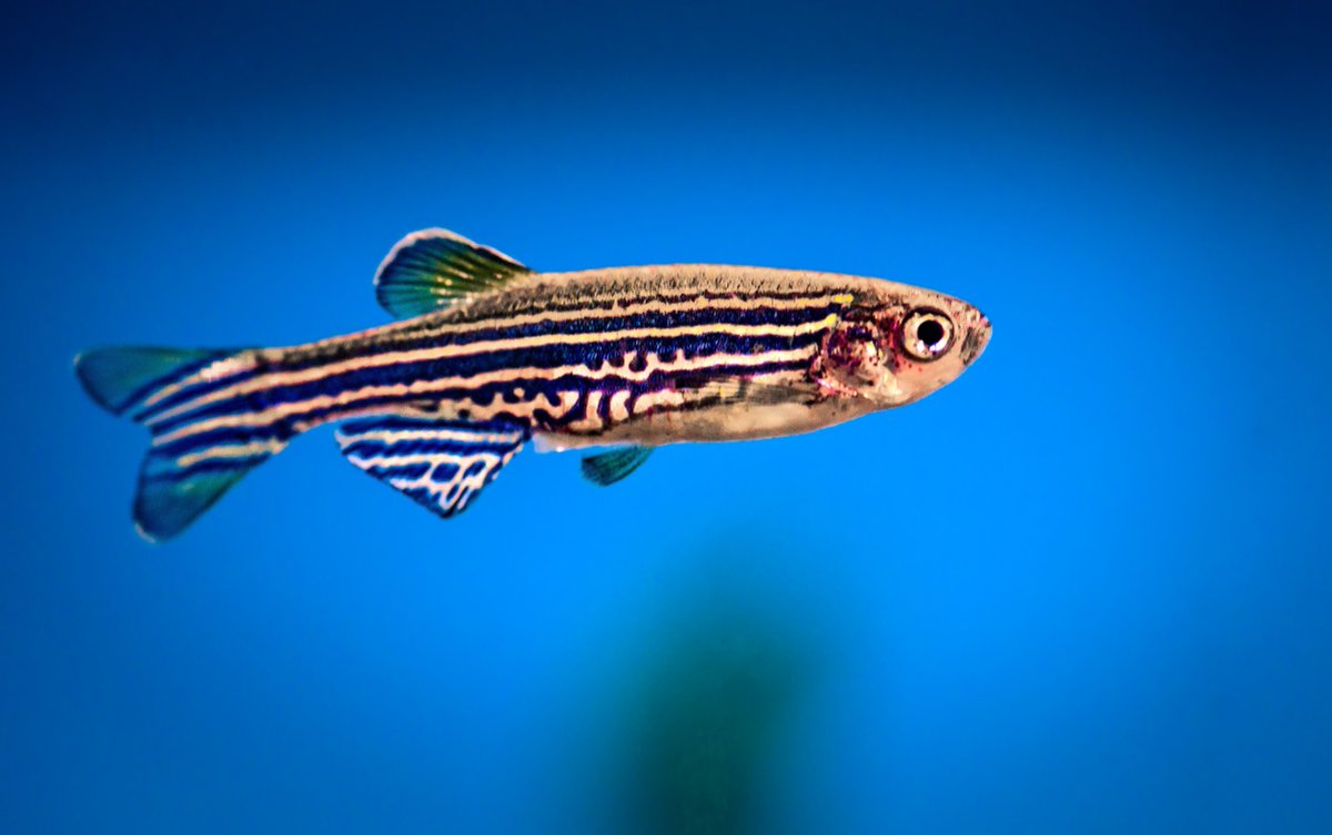 Who knew a tiny fish could help tackle a rare disease? 🐟 Dr. Matthew Alexander from the Division of Pediatric Neurology used zebrafish to study XMEA, with only 33 known cases worldwide. His research found two drugs that improved symptoms.
buff.ly/Pg3JyB7