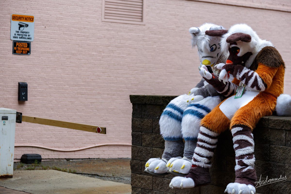 DorkStripes's tweet image. What do you think iโm showing @Amppubby in this picโฆ #FursuitFriday
๐ธ: @AndromedusWolf