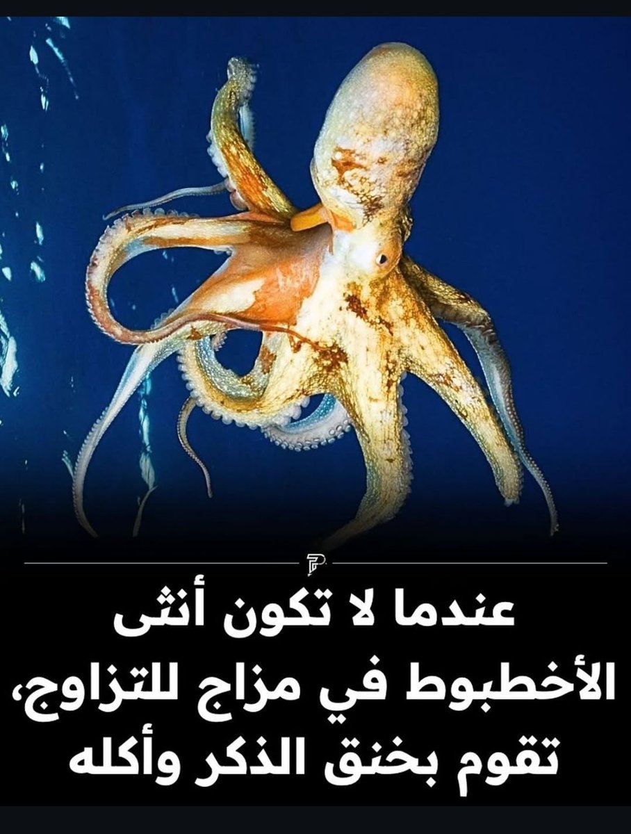 abdulrahman tweet media