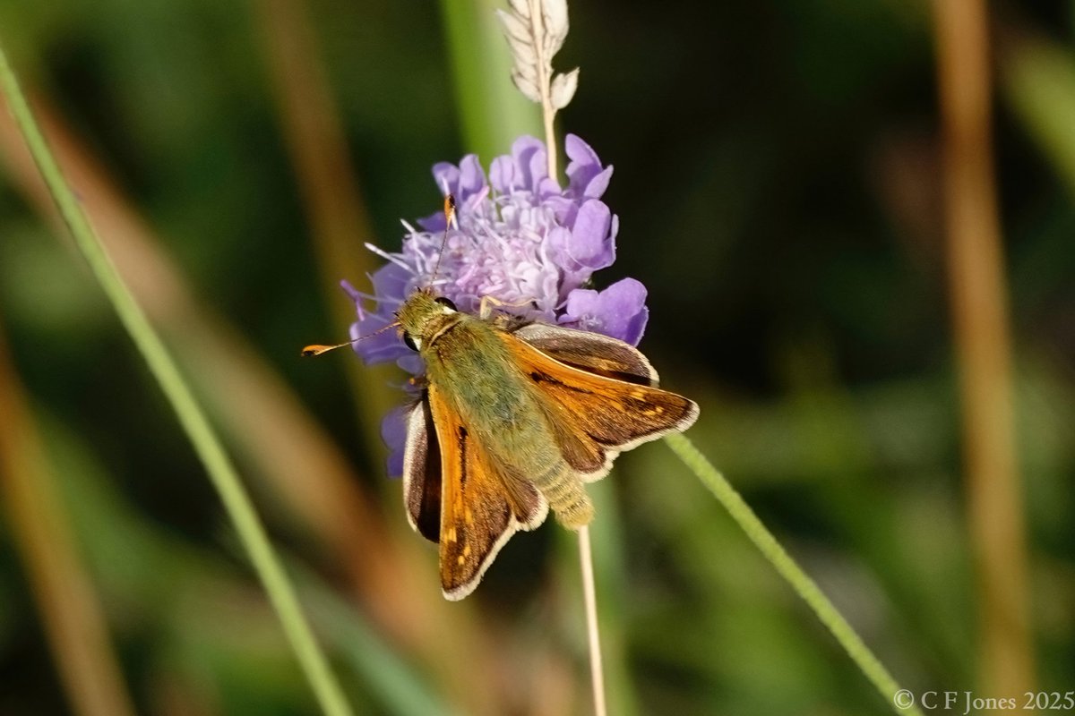 Craig Jones (@craig63jones) on Twitter photo Silver-spotted Skipper beginning to emerge at Aston Rowant NNR. Six counted this morning <a href="/RowantNNR/">AstonRowantNNR</a> <a href="/UpperThamesBC/">BC Upper Thames</a> <a href="/savebutterflies/">Butterfly Conservation ๐ฆ</a> Silver-spotted Skipper beginning to emerge at Aston Rowant NNR. Six counted this morning <a href="/RowantNNR/">AstonRowantNNR</a> <a href="/UpperThamesBC/">BC Upper Thames</a> <a href="/savebutterflies/">Butterfly Conservation ๐ฆ</a>