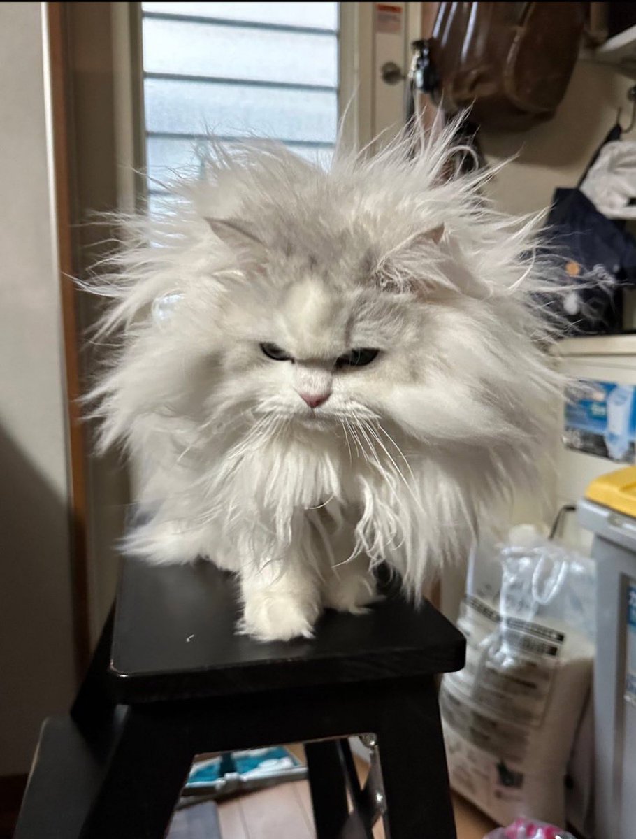 zinyyu's tweet image. awake but at what cost