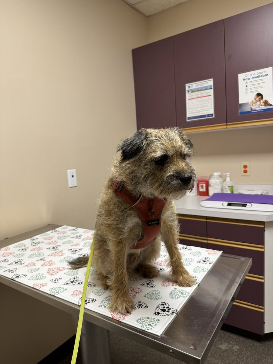 I went for my annual checkup and vaccinations today. The nice vetty lady said I was a fine BT specimen. At least that’s what I heard. 😉🤭 #BTPosse #CleanBillOfHealth