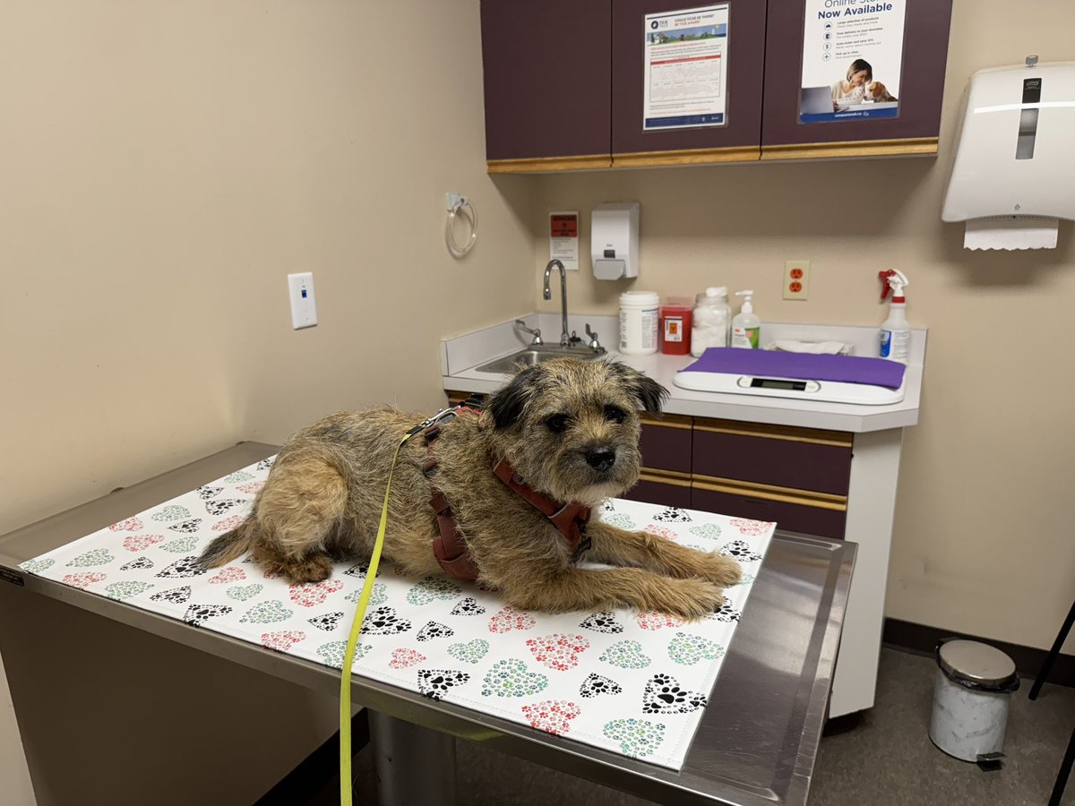 Hubble_BTerrier's tweet photo. I went for my annual checkup and vaccinations today. The nice vetty lady said I was a fine BT specimen. At least that’s what I heard. 😉🤭 #BTPosse #CleanBillOfHealth https://t.co/016wK1ShQj