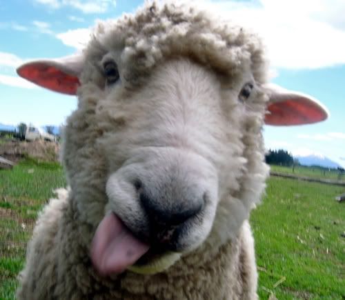 meeseboo's tweet image. um. bleeh !!