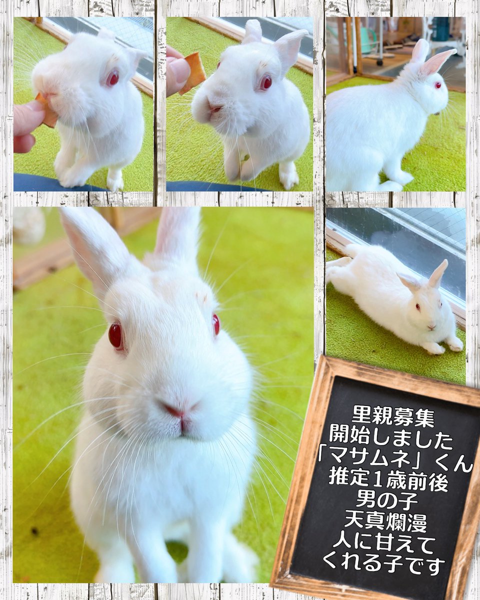 RabbitHSunny's tweet image. 里親募集を開始しました♪とってもフレンドリー💕素敵なご縁に出会えますように(^^)
#横須賀のうさぎ専門店 #横須賀