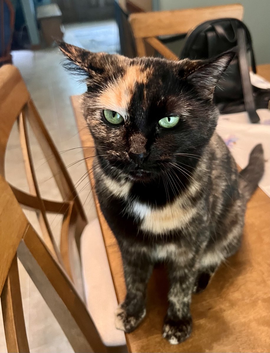 MikeMurdy's tweet image. Stopped to feed the dogs and “Patches” reminded me that kitty cats gotta eat too!

She’s the undisputed leader of the pack! 

It’s her house and the rest of us serve at her pleasure 😂