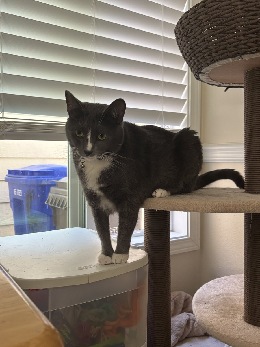 PfjPosis's tweet photo. Do people like my cat? I like my cat https://t.co/8D8TR5wH2s