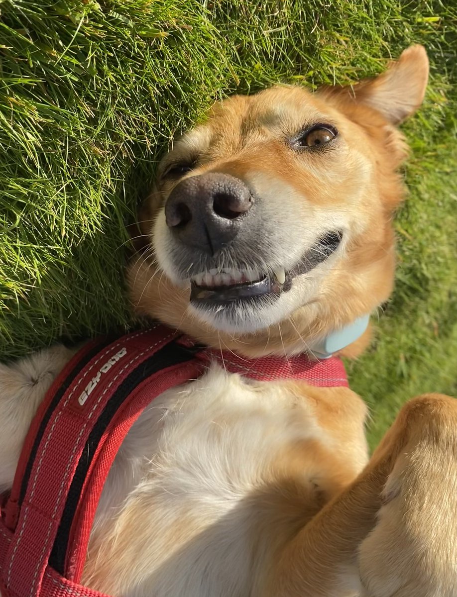 Sally_writes's tweet image. When the photographer asks you to smile…