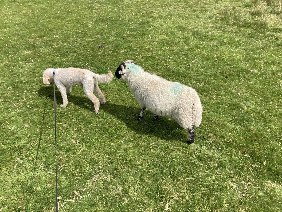 philipreeve1's tweet image. Lamb perplexed by poodle.