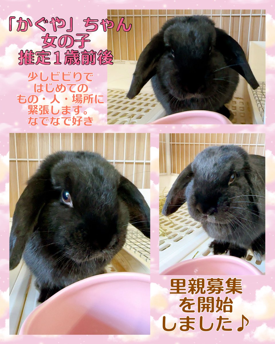 RabbitHSunny's tweet image. 里親募集を開始しました!人馴れ中ですが、どんどん甘えられるように☺️辛い過去から解放されて、素敵なご縁に出会えますように💓
#横須賀のうさぎ専門店 #横須賀