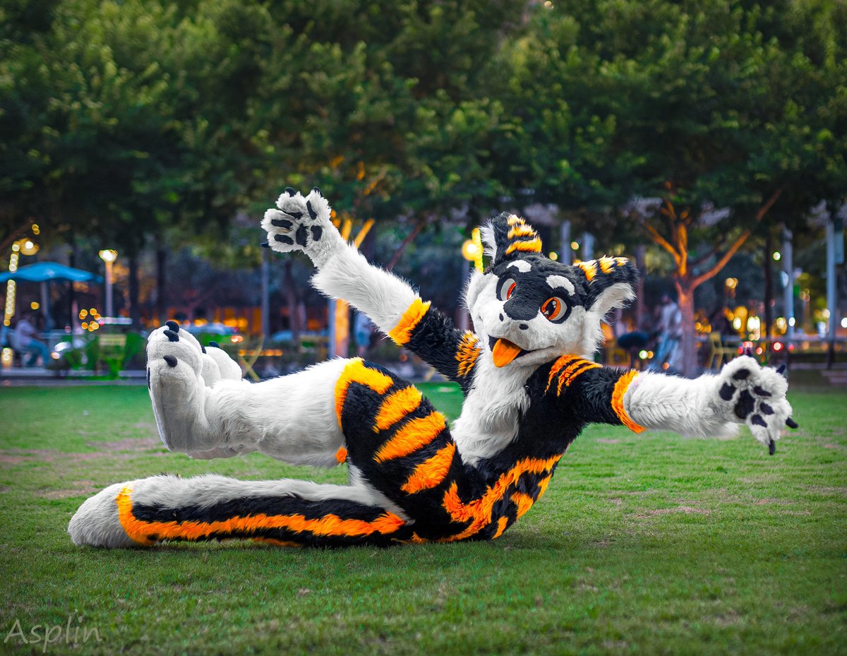 SilySox's tweet image. Am I Acute or Obtuse?? :>
#FursuitFriday #furry #fursuit
📷 @asplinduh