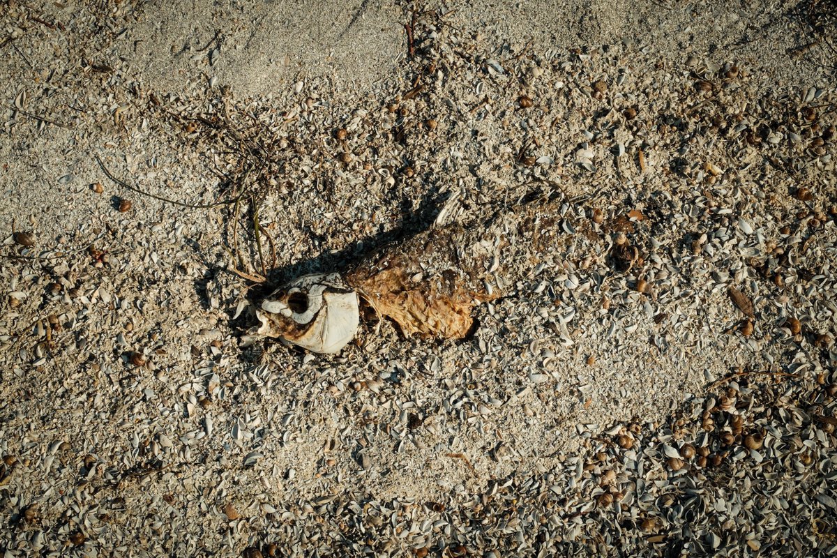 Göl kuruyor, orman yok ediliyor: Çelişkinin adı Eğirdir

Foto muhabiri <a href="/efekanakyuz/">Efekan Akyüz</a> son 10 yılda derinliği 11 metreden 6 metreye düşen Eğirdir Gölü’ne gitti; kuraklığın göl üzerindeki etkilerini ve ortaya çıkan ekolojik yıkımı görüntüledi.
muzir.org/2025/07/25/gol…
#EğirdirGölü