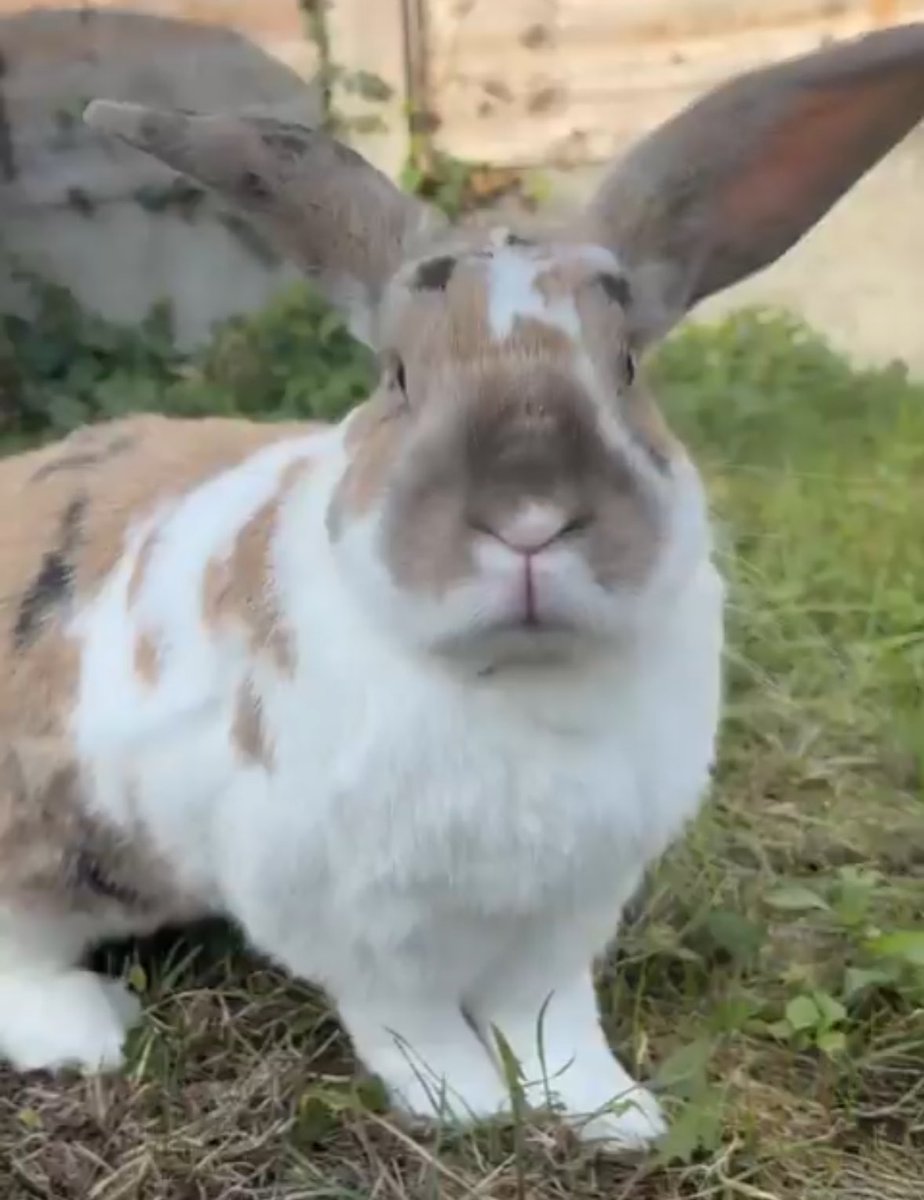 paddyloaf's tweet image. "have you heard?" oh very funny what do u think