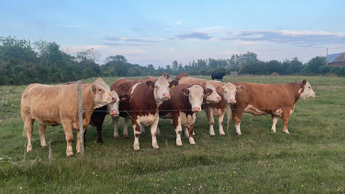jonathangrahl's tweet image. Cow Code coming up