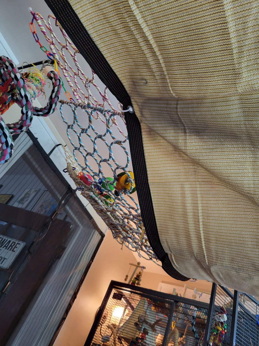 PepperNPals's tweet image. You think your little sheet thing will stop me, human? I will find ways to poop on you.