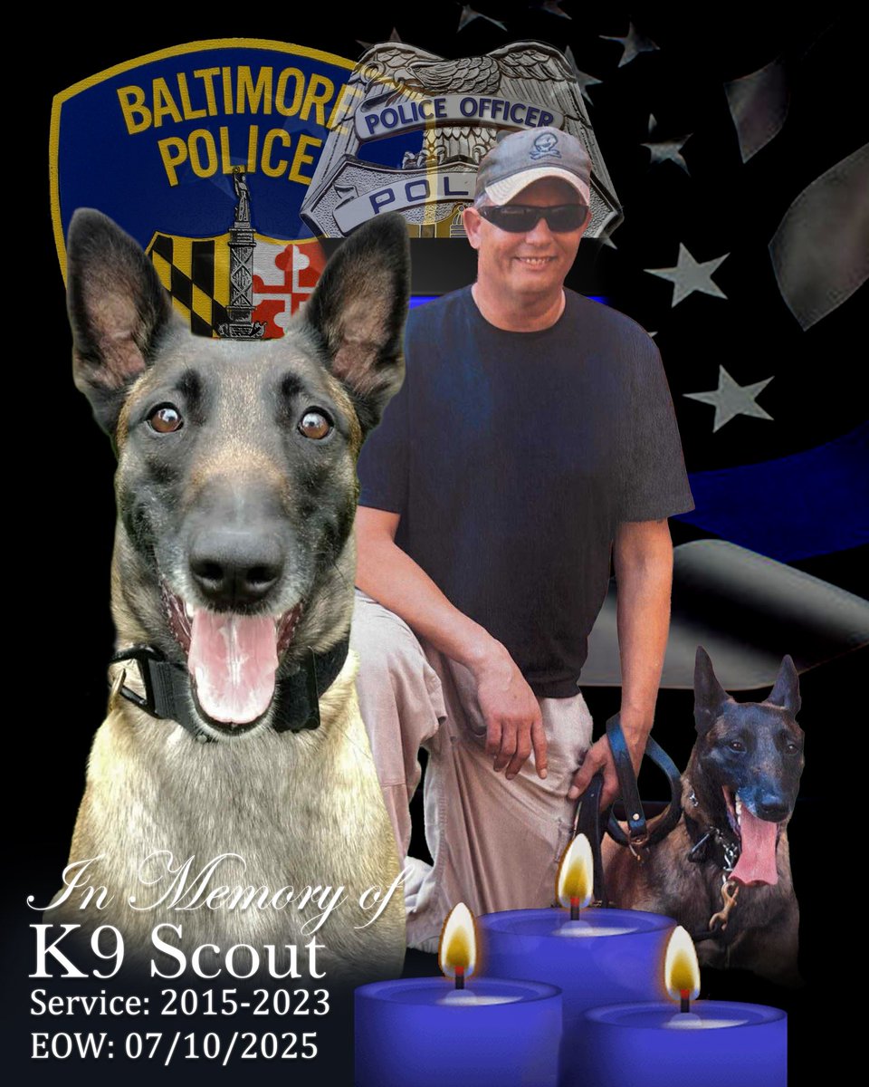 BaltimorePolice's tweet image. We bid farewell to the retired K9 Officer Scout. The K9 Unit and the entire Baltimore Police Department family express their deepest gratitude for your service, and you will be dearly missed. K9 Scout, we got it from here. #BPDK9 #EOW