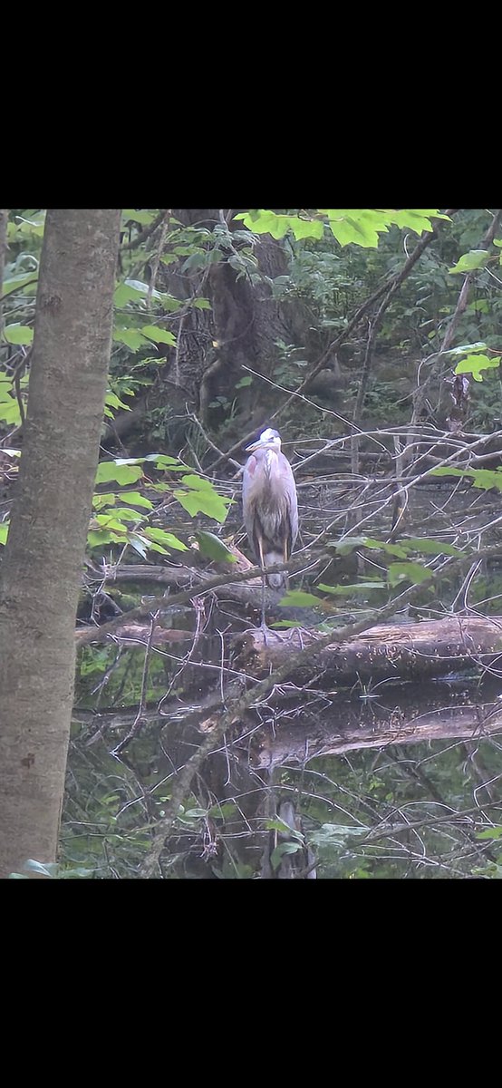 RobbieTheFire's tweet image. A wise bird here to remind you of porches in PA + WV this weekend. porchtour.com for more greatness.