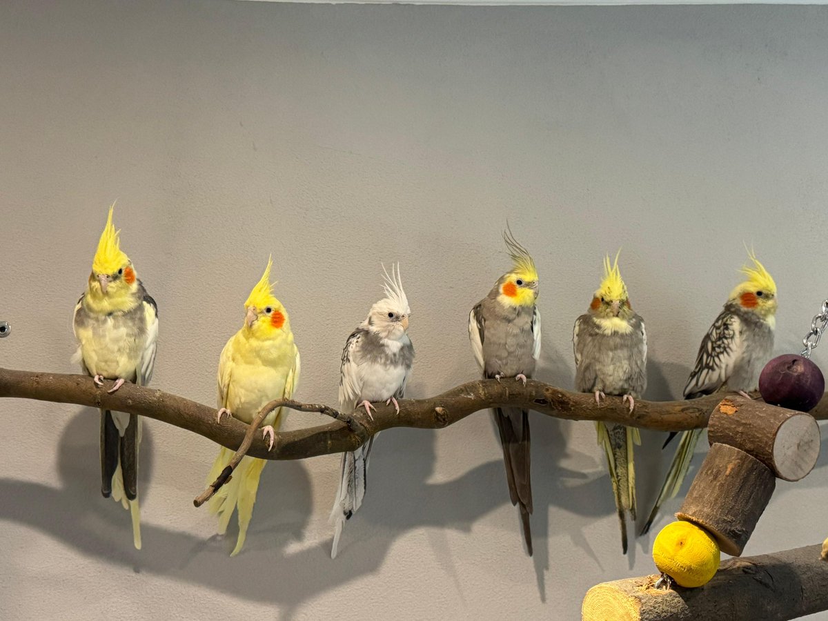 SeryliaVT's tweet image. Familien Foto ✨🦜 
Zum ersten Mal alle 6 zusammen 🥹