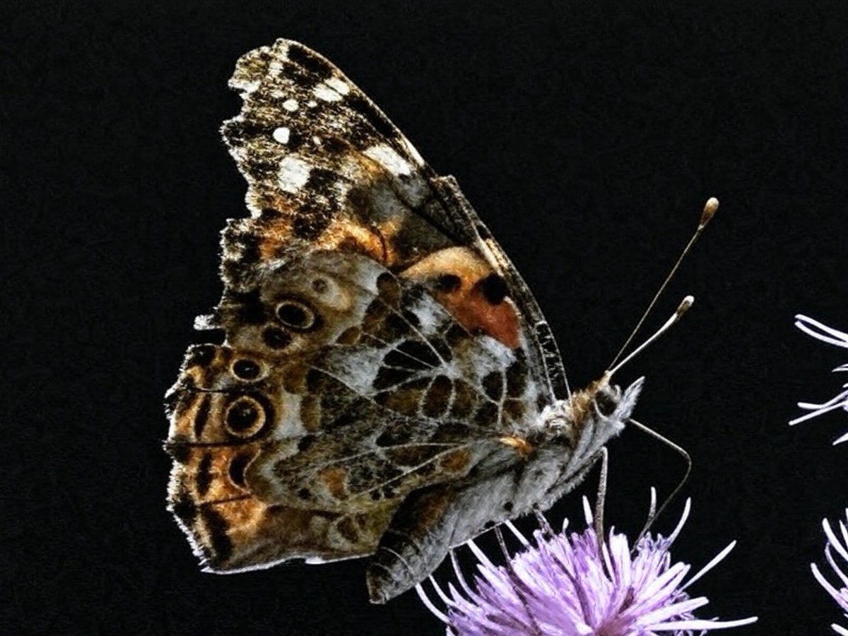 zajaczeknowe's tweet image. 🦋😊
#Darkedition