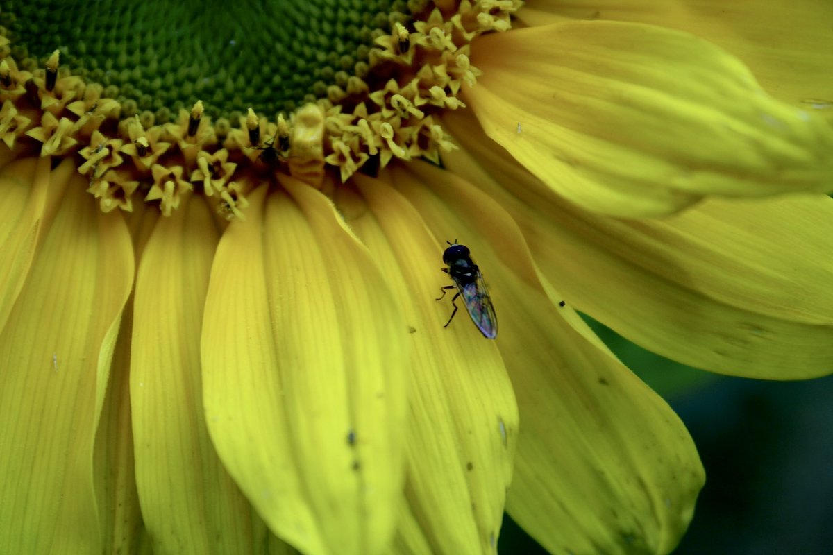 Callum Saunders tweet media