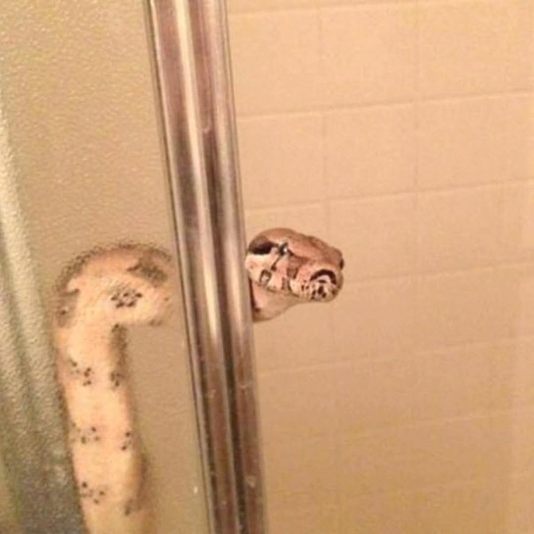 emeraldspire's tweet image. When Olrox hears Mizrak turning on the shower: