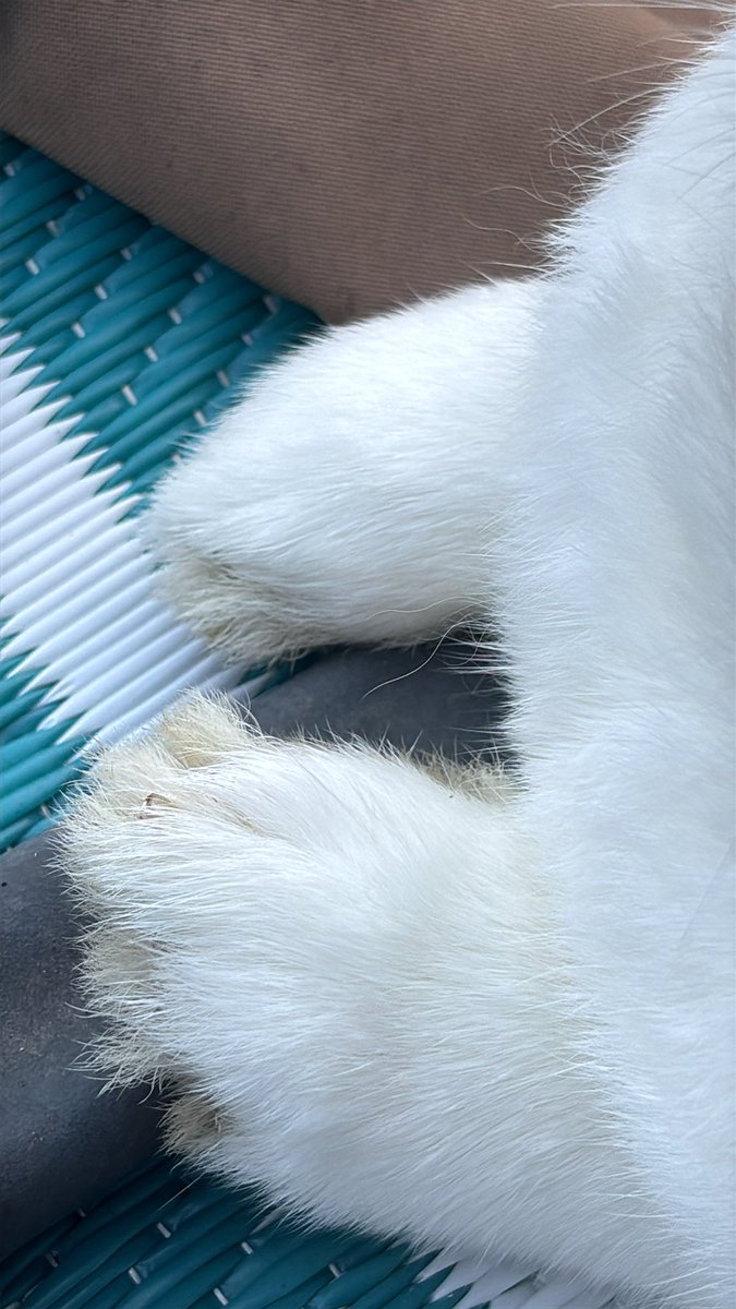 paddyloaf's tweet image. very emotional about paddys little fluffy paws