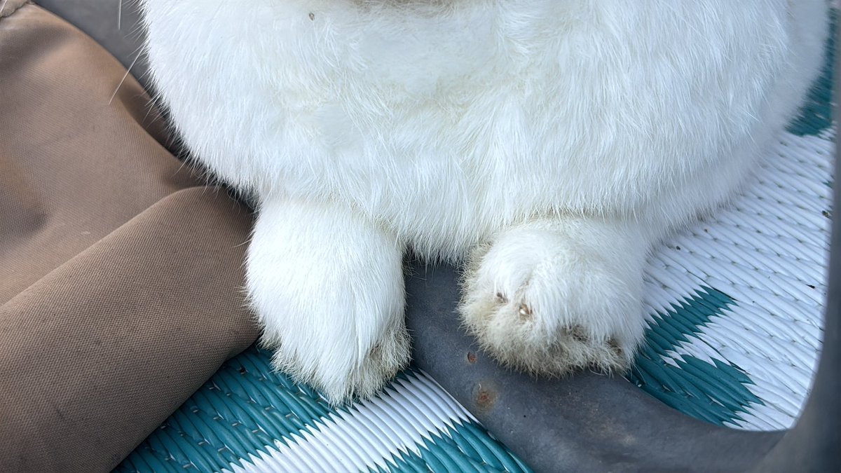 paddyloaf's tweet image. very emotional about paddys little fluffy paws